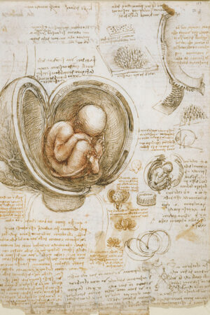 Foetus in the womb, Leonardo Da Vinci