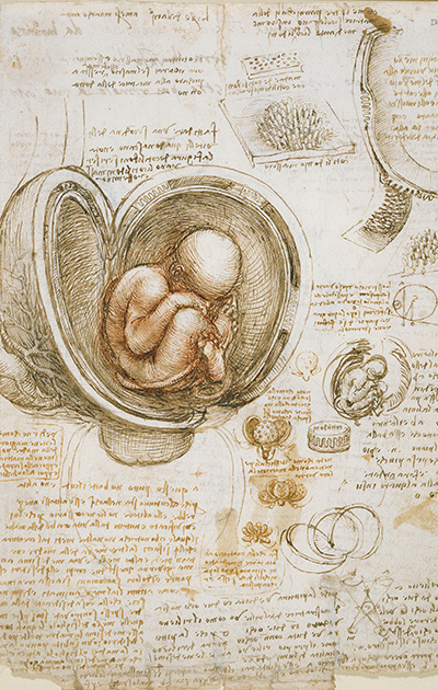 Study of foetus in the womb Da Vinci